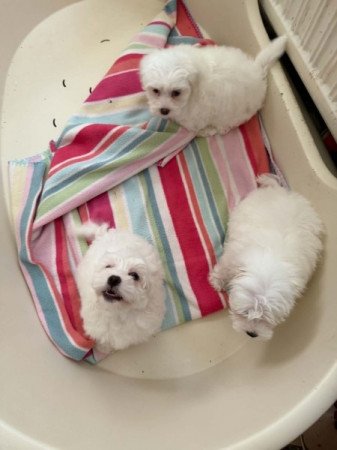 Bishon havanese