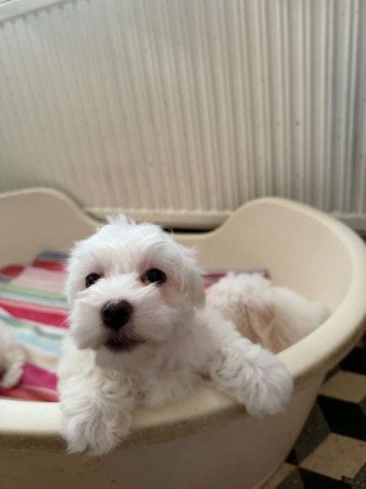 Bishon havanese