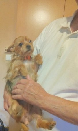 Yorkshire terrier