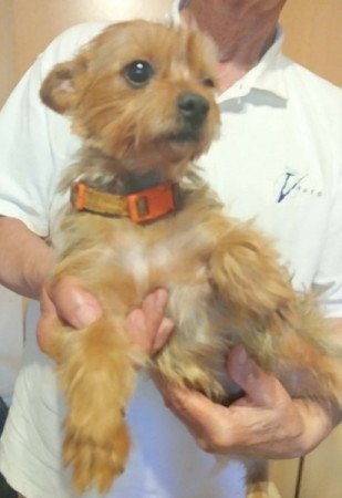 Yorkshire terrier
