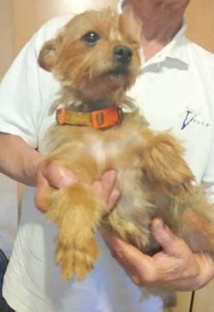 Yorkshire terrier
