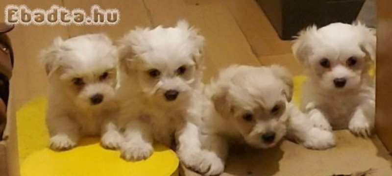 8 hetes Bichon Havanese babák gazdit keresnek
