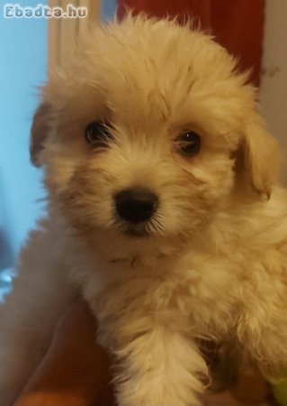 8 hetes Bichon Havanese babák gazdit keresnek
