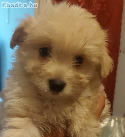 8 hetes Bichon Havanese babák gazdit keresnek