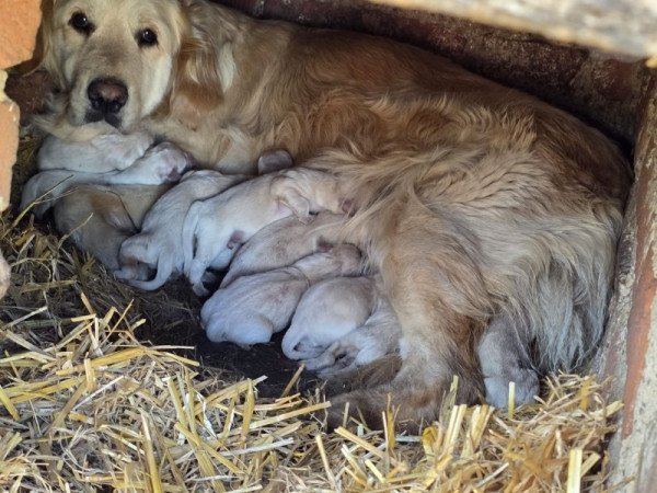 Fajtatiszta golden retriever
