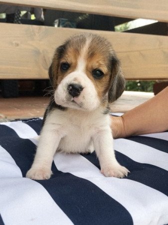 Beagle