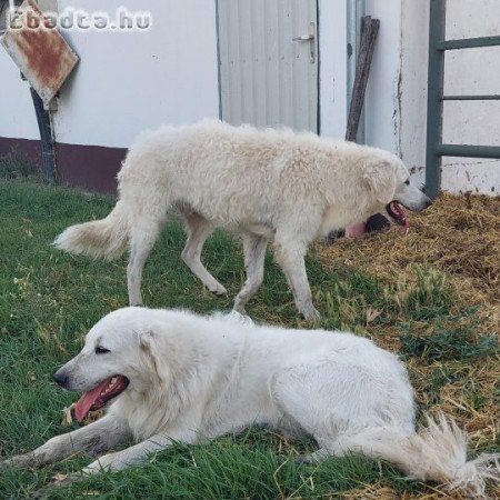 Kuvasz, kan  testvérpár ingyen elvihető