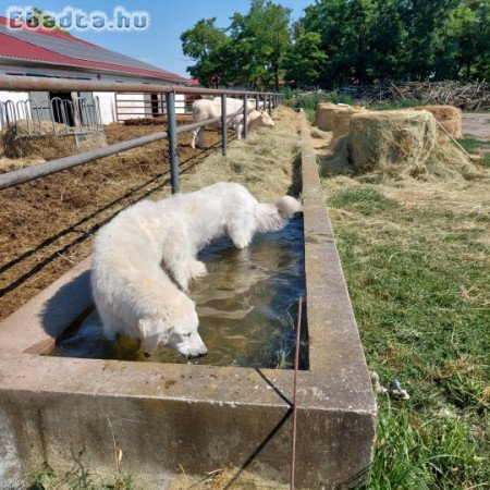 Kuvasz, kan  testvérpár ingyen elvihető