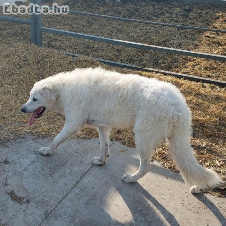 Kuvasz, kan  testvérpár ingyen elvihető