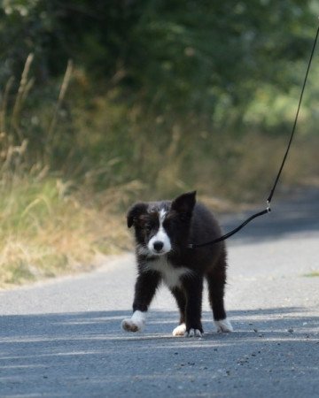 Border Collie