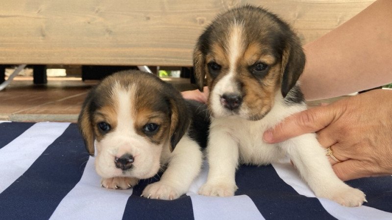 Beagle