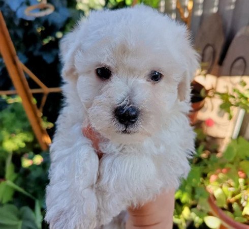 Bichon havanese