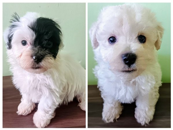 Bichon havanese