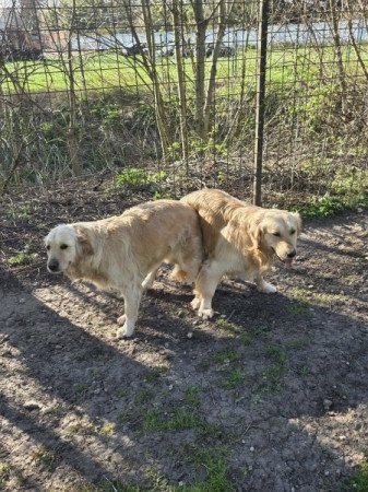 Fajtatiszta golden retriever