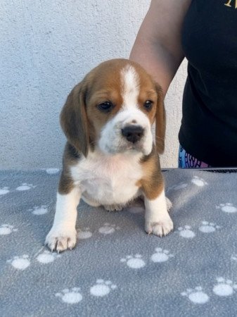 Beagle