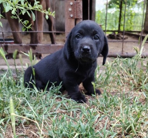 Labrador retriever