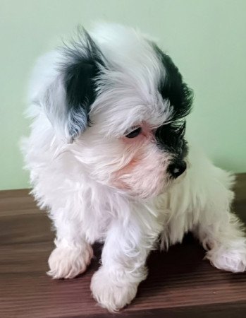 Bichon havanese