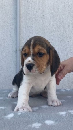 Beagle
