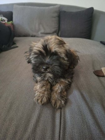 Bichon havanese