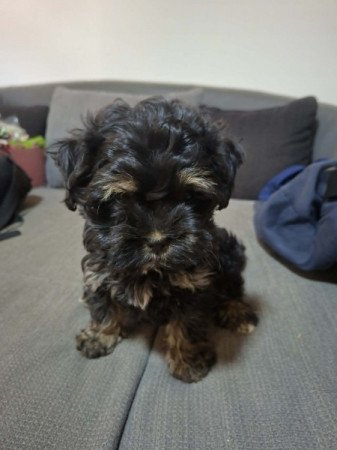 Bichon havanese