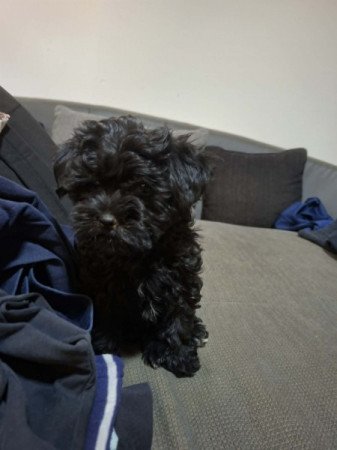 Bichon havanese