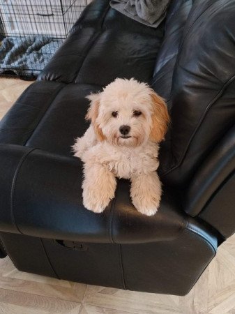 Máltai+uszkár=Maltipoo havanese bichon