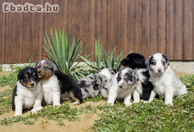 Border Collie cukiságok