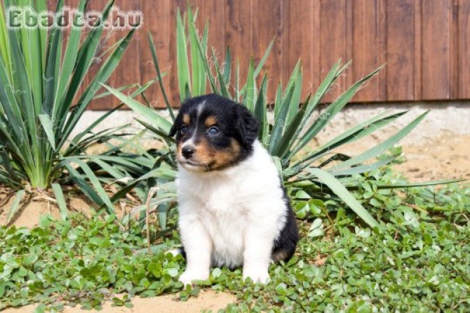 Border Collie cukiságok