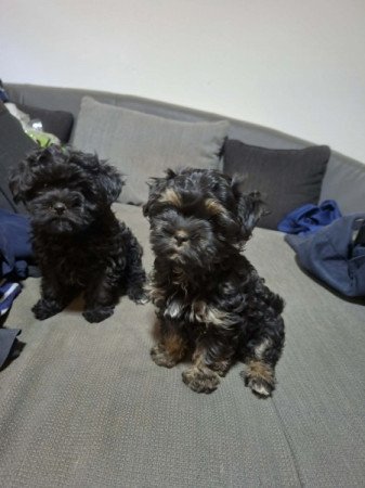 Bichon havanese