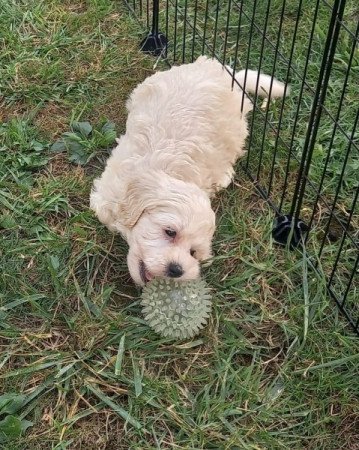 Maltipoo