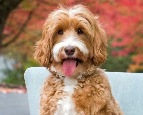 Máltai+uszkár=Maltipoo havanese bichon