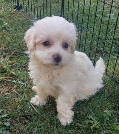 Maltipoo