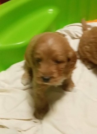 Cockapoo
