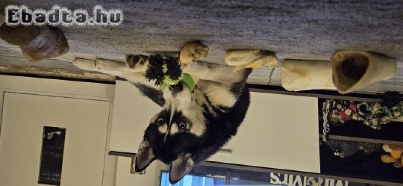 Ingyen elvihető husky kutya