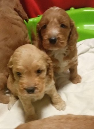 Cockapoo