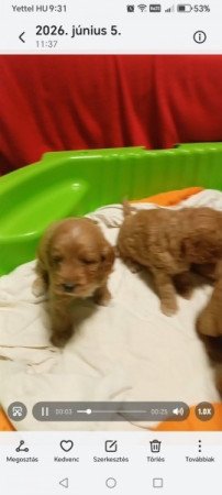 Cockapoo