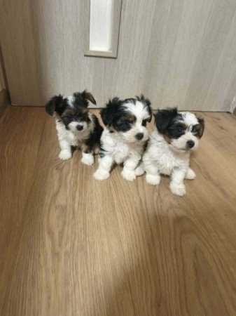 Yorkshire terrier