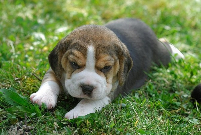 Beagle