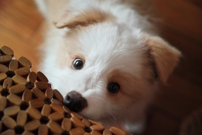border collie