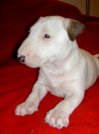 bullterrier