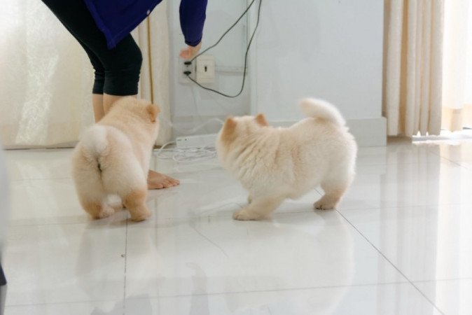 Chow-chow