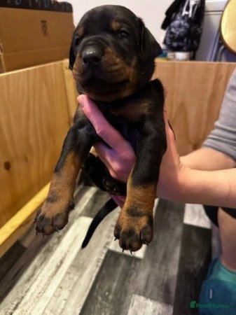 dobermann
