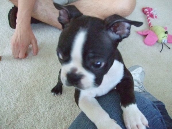 Boston Terrier