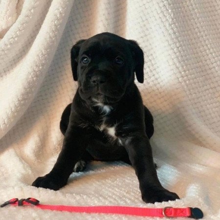 Cane Corso