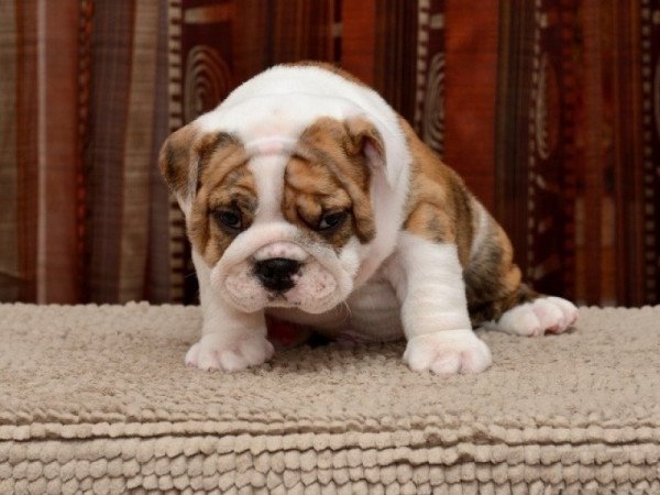 Angol bulldog