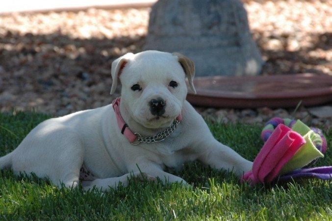 amerikai bulldog
