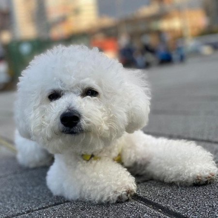 Bichon Frise
