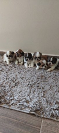 Shih -tzu