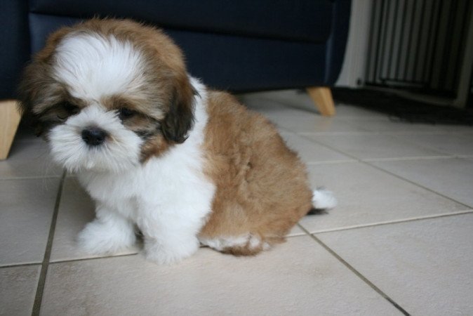 Shih Tzu