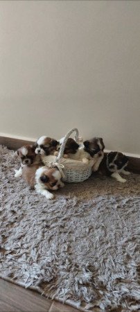 Shih -tzu